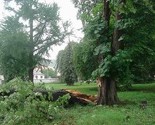 U Hrvatskoj jak vjetar rušio stabla