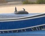 Uposlenici SeaWorlda pustili delfina da se pati na suhom