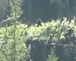 Kanadski izletnici tvrde da su snimili Bigfoota