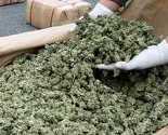 Urugvaj bi moagao biti prva država koja će potpuno legalizovati marihuanu