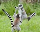 Lemuri ninje i druge životinje akrobati