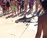 Nevjerovatno: Ajkula se porodila pred kupačima na plaži
