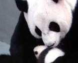 Dirljivi momenat: Mama panda i mladunče ponovo zajedno