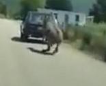 Stravičan snimak zlostavljanja: Crnogorac Yugom vukao magarca po asfaltu