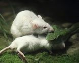 Hrabri miš pokušao da odbrani drugog od zmije