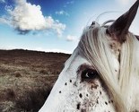 Pogledajte najbolje ovogodišnje fotografije snimljene iPhoneom