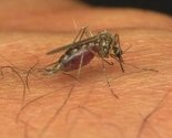 Deset žrtava virusa Zapadnog Nila u Srbiji