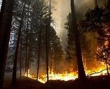 U Californiji proglašeno vanredno stanje zbog požara