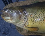 Krupljanin ulovio potočnu pastrmku tešku 14 kg!