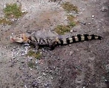 Odbjegli krokodil postao senzacija, šeta ulicama ruskog grada Ekaterinburga