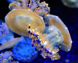 Meduze "okupirale" Sredozemno more