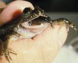Australski naučnici nadomak kloniranja izumrle žabe