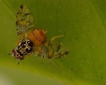 Insekti kao alternativa pesticidima
