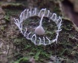 Misteriozni ograđeni "tornjevi" u Amazonu zbunili naučnike