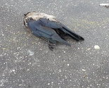 Vrane u Sarajevu uginule od virusa Zapadnog Nila