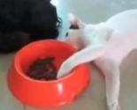 Pogledajte kako je lukava mačka krala psu hranu