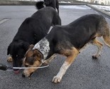 U KS vanredna situacija zbog sve većeg broja pasa lutalica