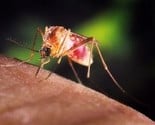 Srbija: Od groznice Zapadnog Nila umrlo 25 osoba