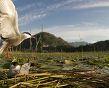 Izgradnja 500 novih hidroelektrana uništit će prirodne resurse cijelog Balkana