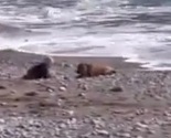 Beba puzala ka moru, ljudi snimali, a pas je spasio