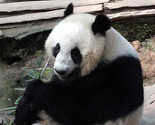 Čuvena panda Linping odlazi u Kinu u potrazi za partnerom