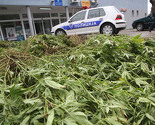 Tona marihuane kod Laktaša bila je posađena na javnoj površini