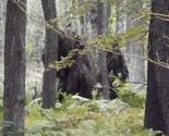 Izletnik snimio dva Bigfoota u šumama Pennsylvanije