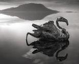Smrtonosno jezero u Tanzaniji životinje pretvara u statue