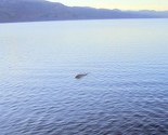 "Najuvjerljivija" fotografija čudovišta iz Loch Nessa je lažna
