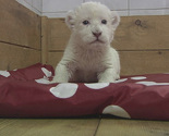 Senzacija u beogradskom Zoo vrtu: Bijela lavica uči da riče