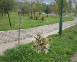 Gradski park Jezero ponovo na meti vandala