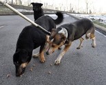 Dogs Trust u novembru realizira još jednu akciju sterilizacije pasa