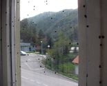 Rojevi bubamara i ove jeseni u Srebrenici