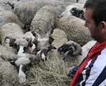 Tradicija klanja kurbana povodom Kurban-bajrama u BiH