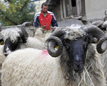 Klanje kurbana počinje nakon bajram-namaza