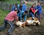 Tradicija klanja kurbana - Blagdan žrtve i dan kada pružamo ruku siromašnima