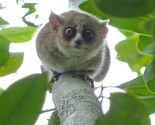 Lemuri sa Madagaskara mogli bi uskoro nestati