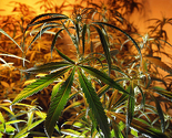 Marihuana će u Urugvaju biti legalna i veoma jeftina