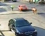 Rumunija: Bik napao policajca nakon što ga je "izazvao" crveni automobil