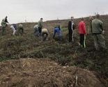 Akcija pošumljavanja u Čelincu: 6.000 sadnica za jedan dan