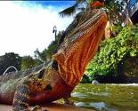 Ovo su najbolje fotografije snimljene smartphoneom