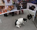 Zeničani potpisivali peticiju protiv izmjena Zakona o dobrobiti životinja