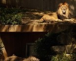Lav ubio lavicu u američkom zoološkom vrtu