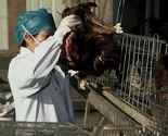 Prvi slučaj virusa H7N9 u Hong Kongu, pacijentica u teškom stanju
