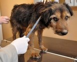 Na području Sarajeva besplatno steriliziran 781 pas