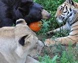 Lav, tigar i medvjed postali najbolji prijatelji