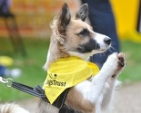 Dogs Trust: Prijedlog izmjena i dopuna zakona samo dodaje novi trošak