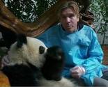 U kineskom parku Chengdu dozvoljeno grljenje pandi