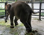 Najokrutniji zoološki vrt: Okovani slonovi i izgladnjele kamile