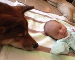 Pas Shiba Inu čuva svoju dvosedmičnu vlasnicu dan i noć